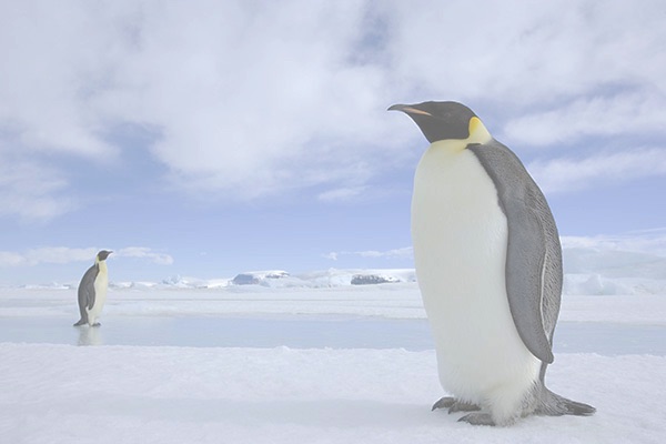 Pinguine transparent